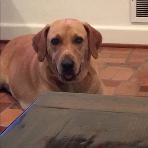 Meet your Posher, Kyle